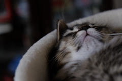 2018年6月の寝顔