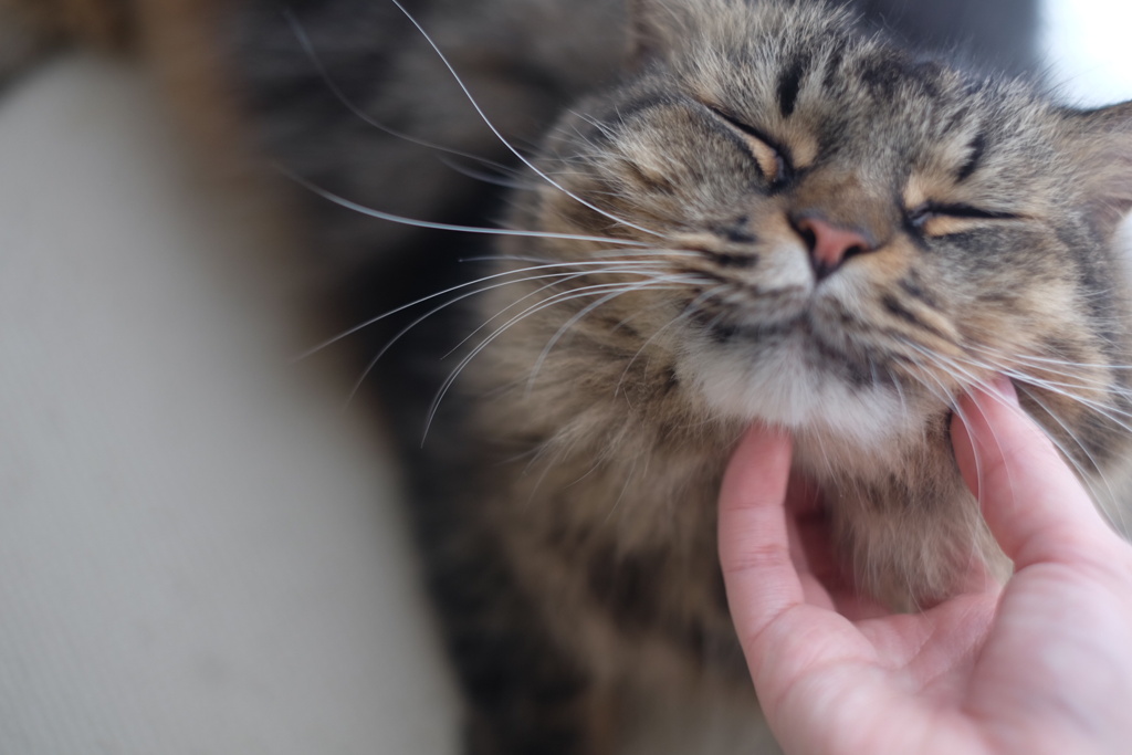 気持ちええわ〜〜の顔