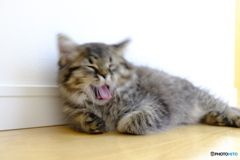 ぶえっくしょい