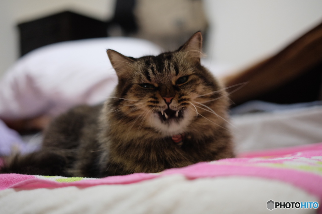 ワイルドだろぉ？