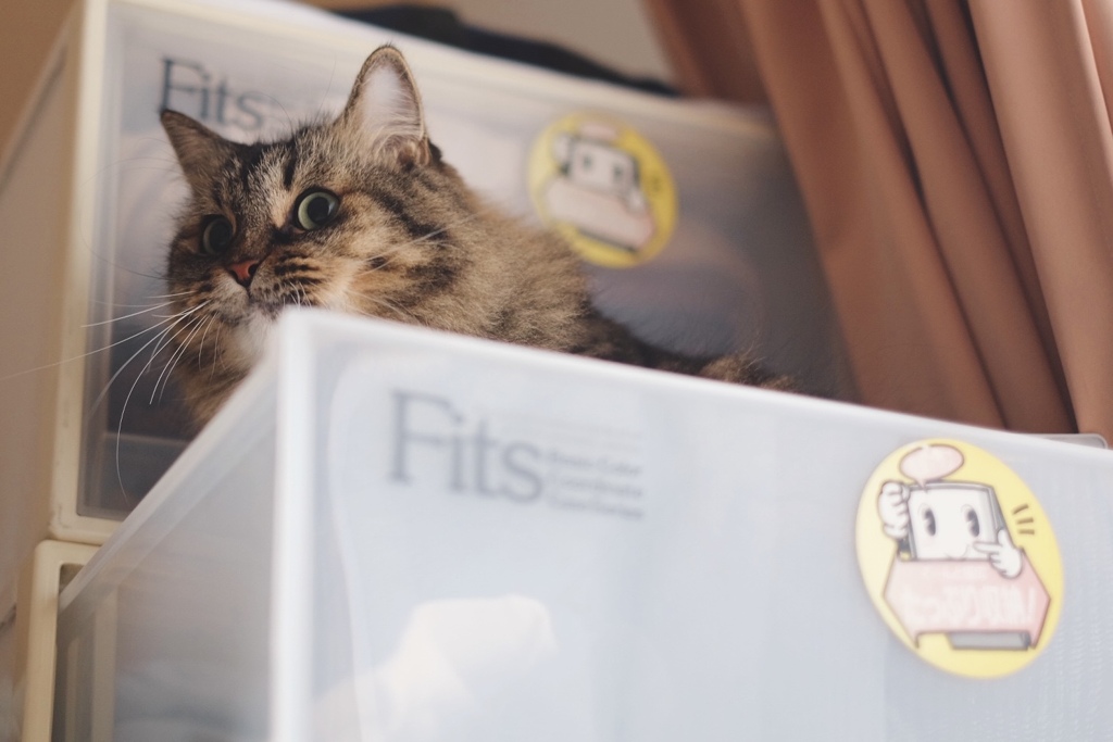 お片付けを全力で邪魔してくる