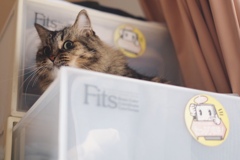 お片付けを全力で邪魔してくる