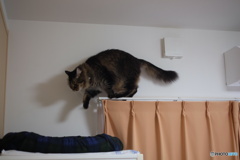 日課のパトロール