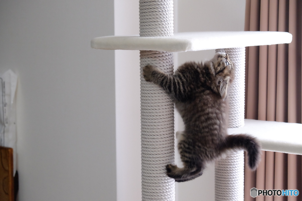 2018年、初めてキャットタワーに挑む