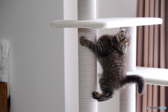 2018年、初めてキャットタワーに挑む