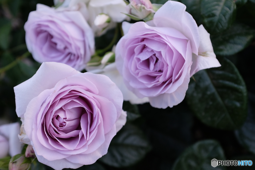 2015年5月の薔薇