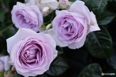 2015年5月の薔薇