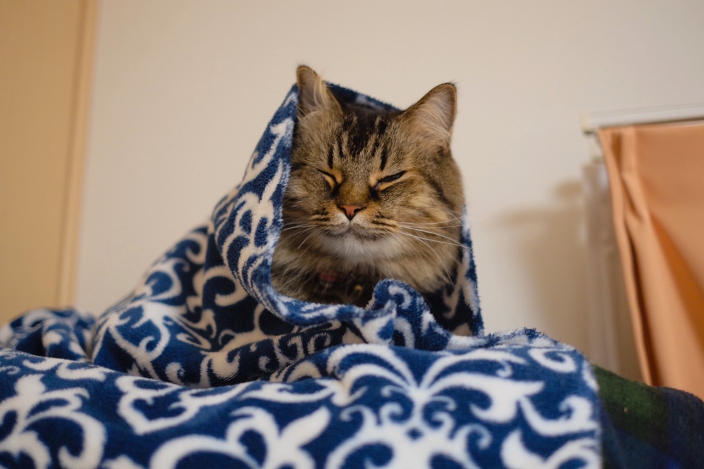 眠くてたまりませんわ〜〜の顔