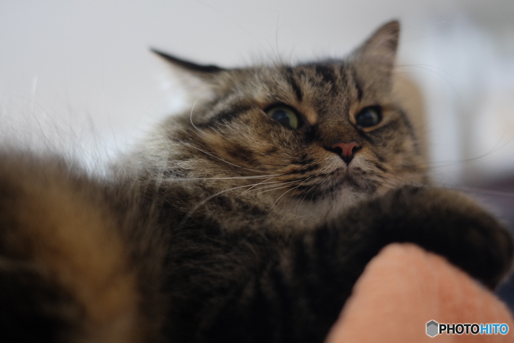 連写すると「コイツ、またやってるよ」という顔をされる