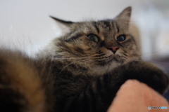 連写すると「コイツ、またやってるよ」という顔をされる