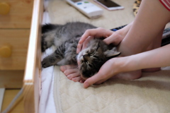 2018年、猫が家族になった日