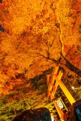 日吉大社の紅葉