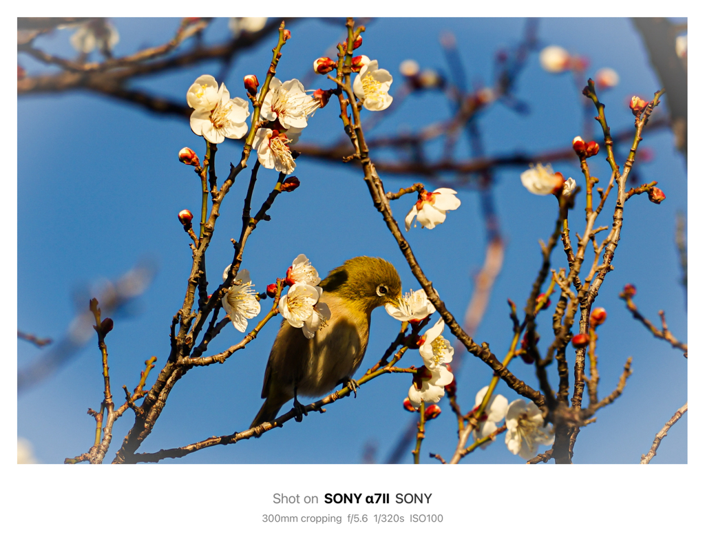 梅とメジロ