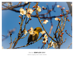 梅とメジロ