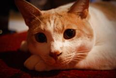 めくそ（ごめん）