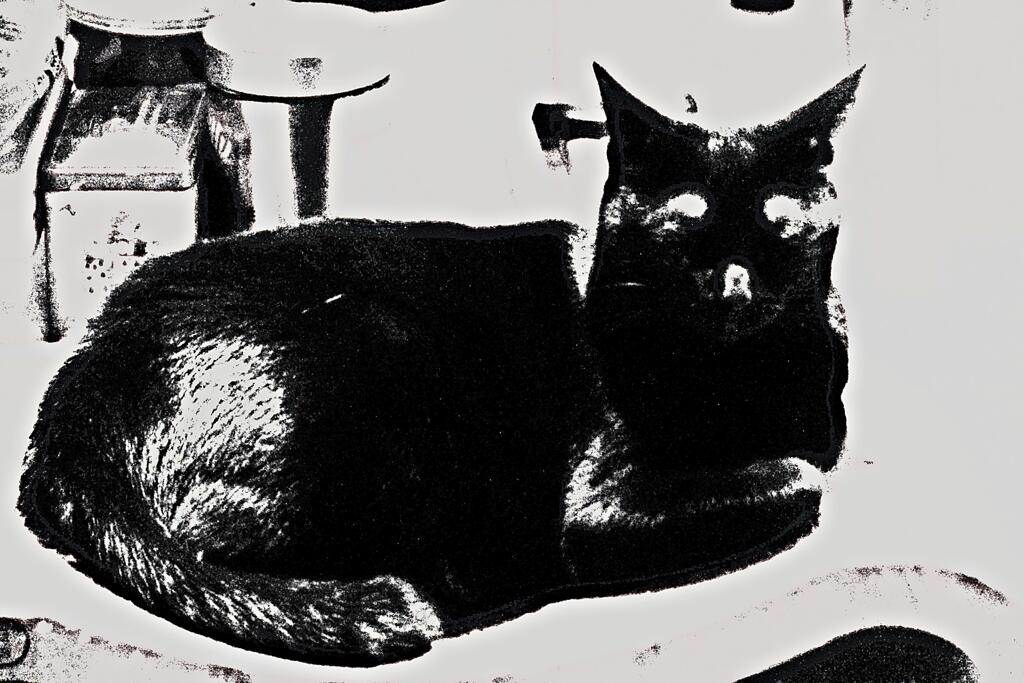 黒ゐ猫