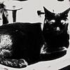 黒ゐ猫