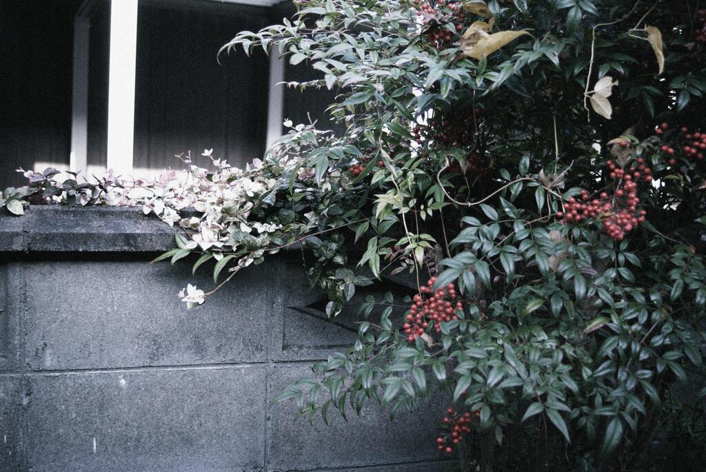 塀伝いに淡いので、あまりにも