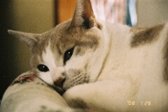 残り二匹は押入れ（彼は多動）