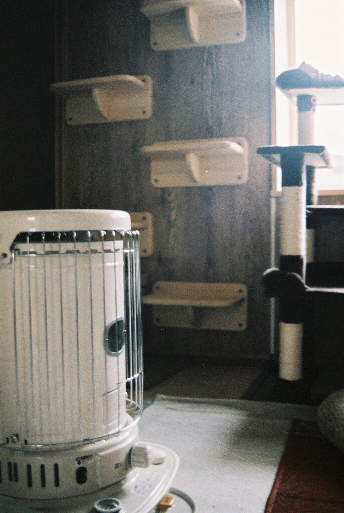 昼間の猫コーナー