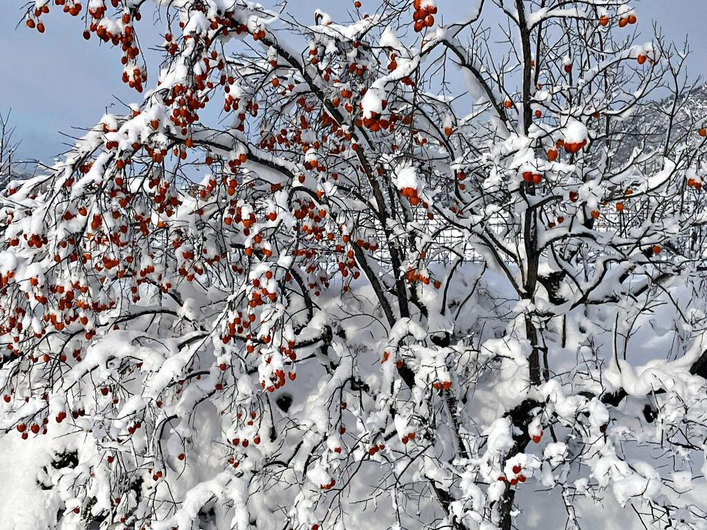 落ちなかった柿