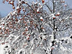 落ちなかった柿