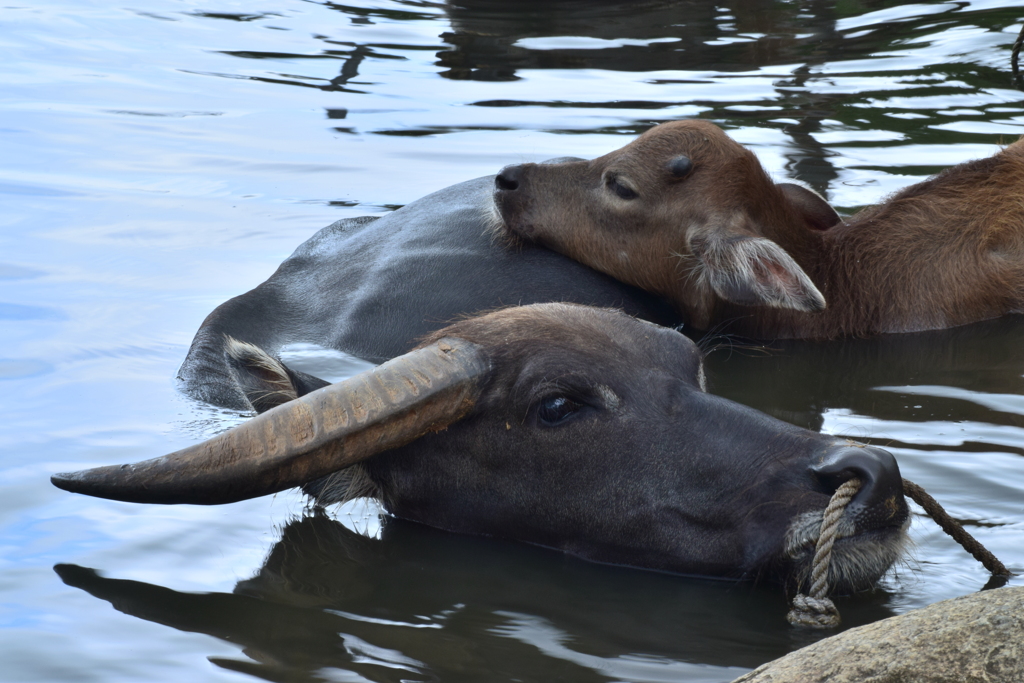 すいぎうの親子