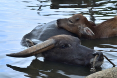 すいぎうの親子