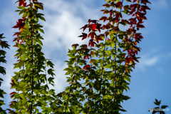 RGBな景色(違う)