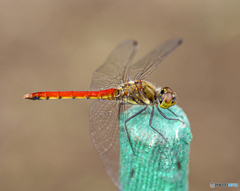 トンボをじっくり観察
