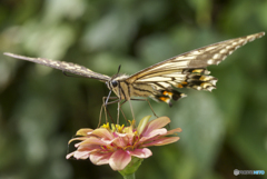 蝶の食事シーン