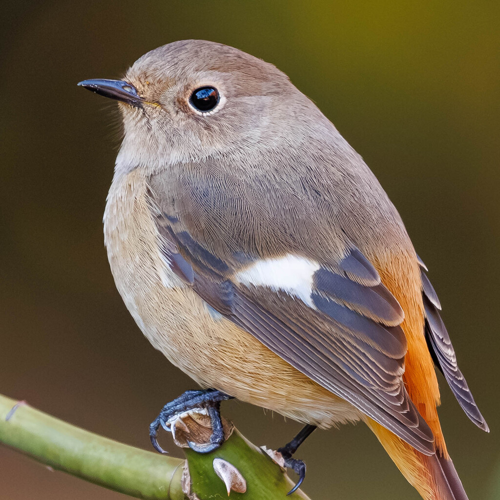 ジョビコさんの肖像画