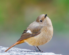 庄内緑地バラ園の天使
