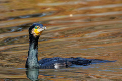 エメラルドクリーンの瞳がきれいなカワウさん