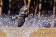 噴水と飛翔するカワウさん