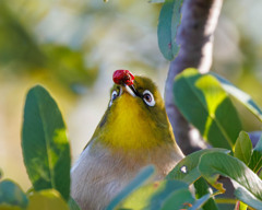 ピラカンサの実を啄むメジロさん
