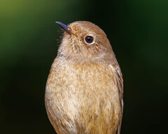 ジョウビタキ♀のポートレート
