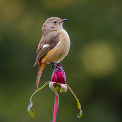 ジョウビタキ（メス）と濃紅色の蕾