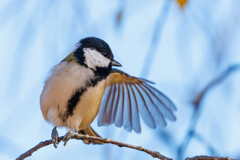 片翼だけスサーするシジュウカラさん