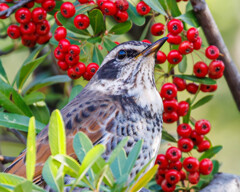 飲み込んだ後に天空を見上げるツグミさん