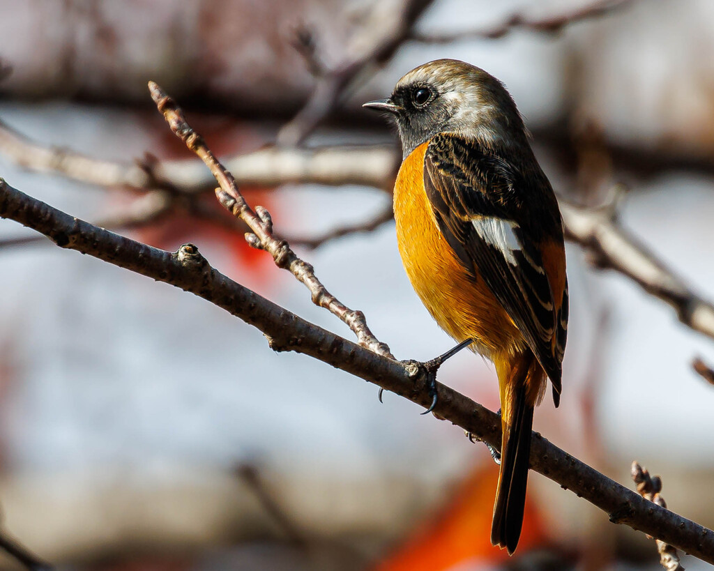 ジョウビタキさん♂