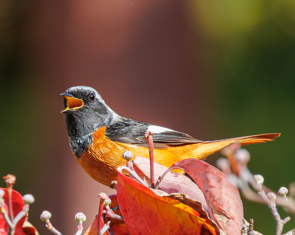 地鳴きするジョビくん