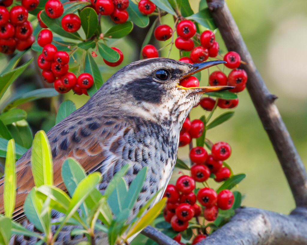 実を飲み込む瞬間