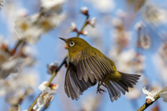 春に撮影したウメジロー