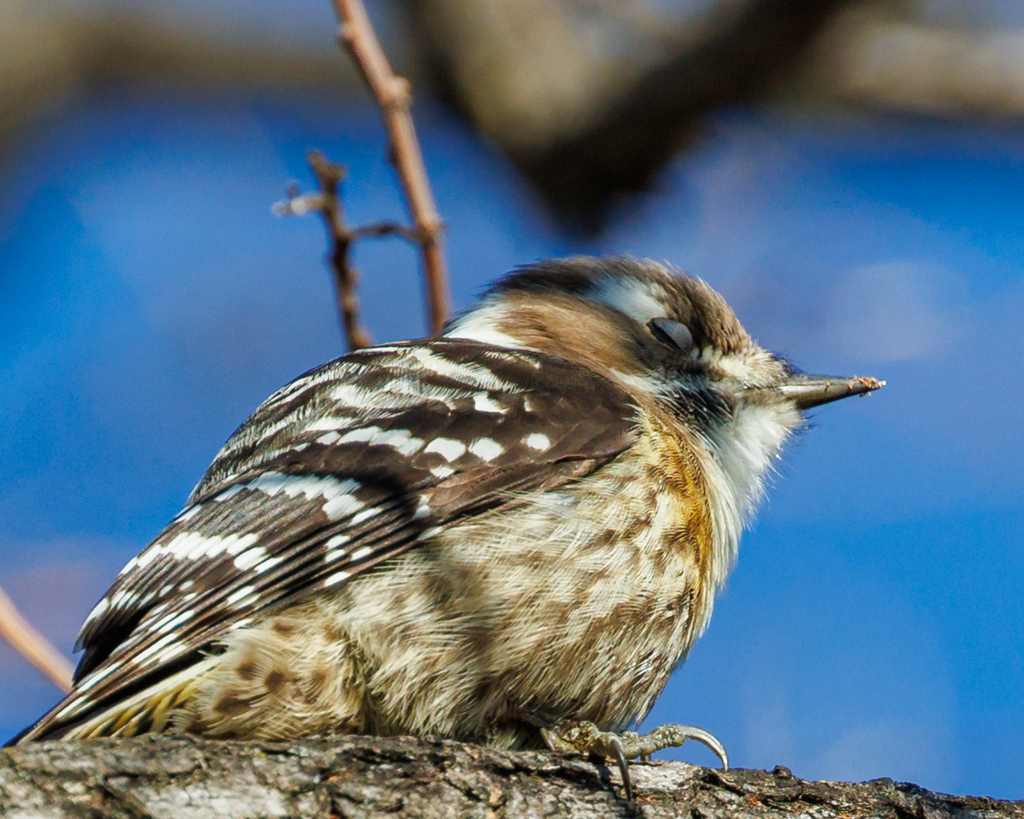 瞑想するコゲラさん