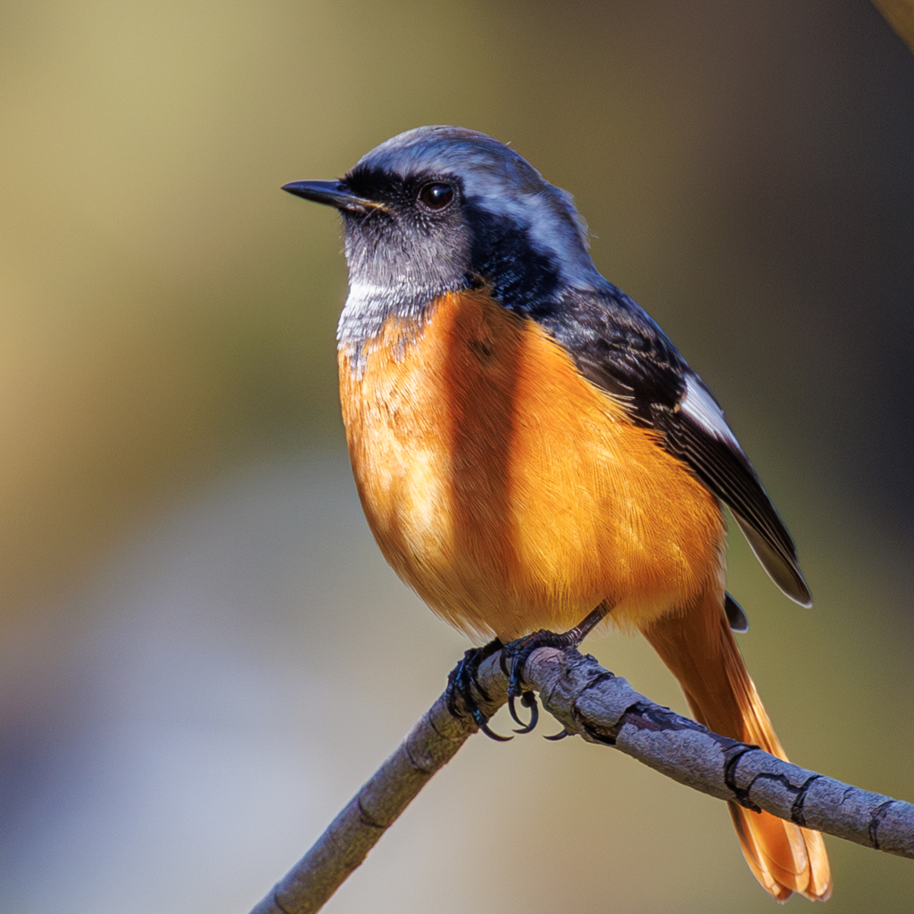 オレンジのきらめき