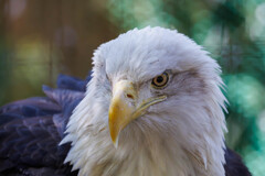 ハクトウワシ２