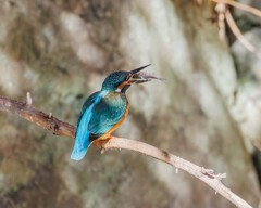 カワセミお魚丸呑み