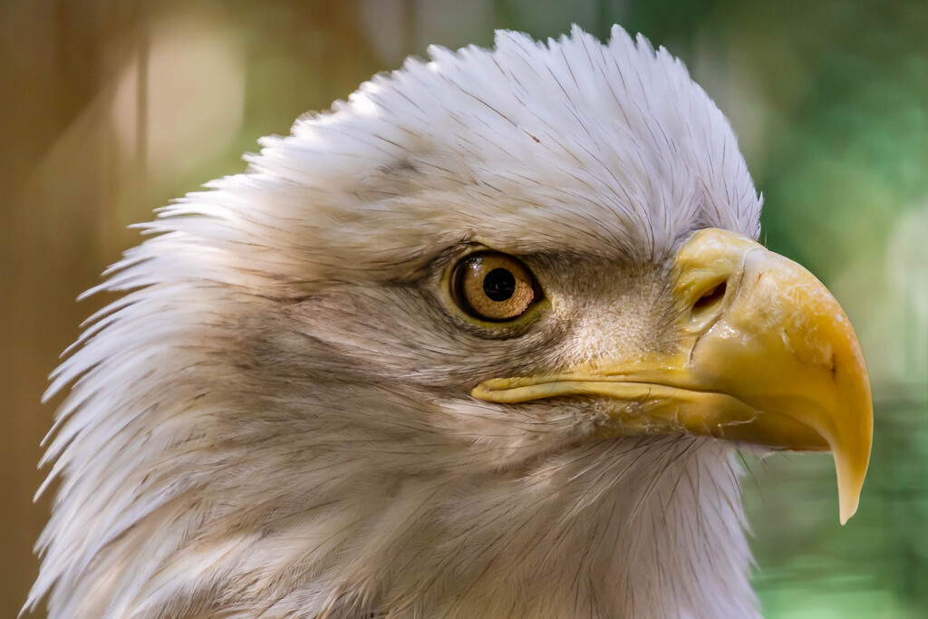 ハクトウワシ３