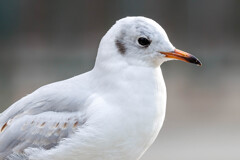 昨シーズン冬に名城公園で撮影したユリカモメさん